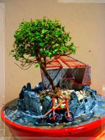 Bonsai - Ciclista - 6 años